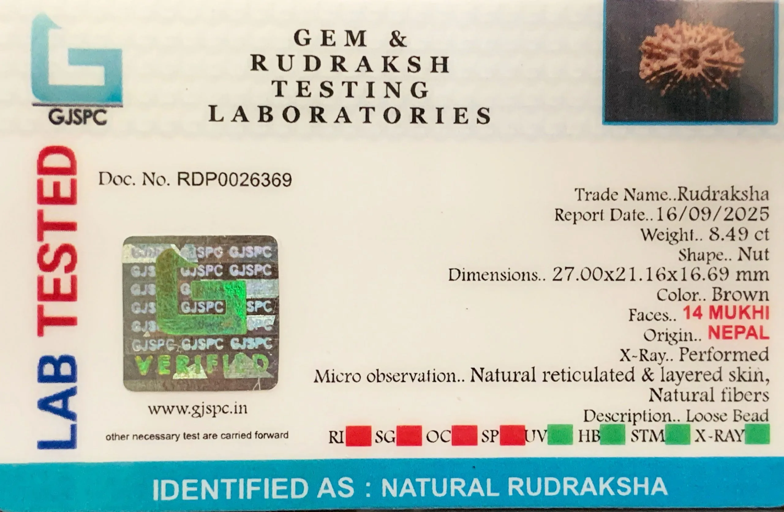 14 Mukhi Rudraksha (1.698g) On Demand view 2
