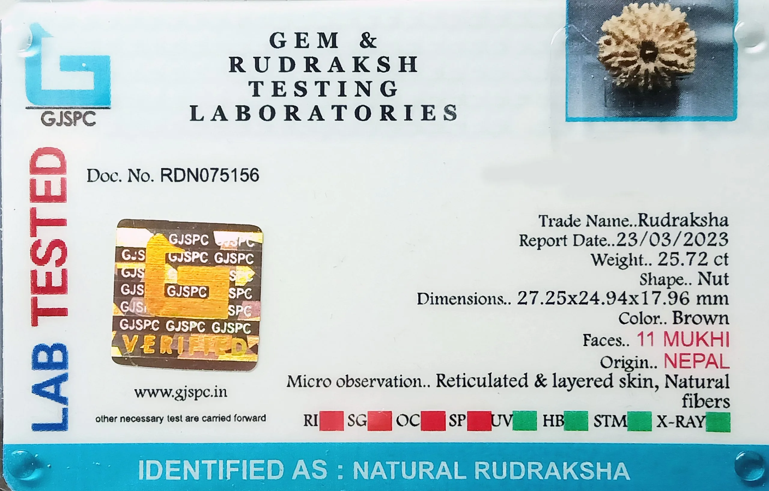 11 Mukhi Rudraksha (5.144g) view 2