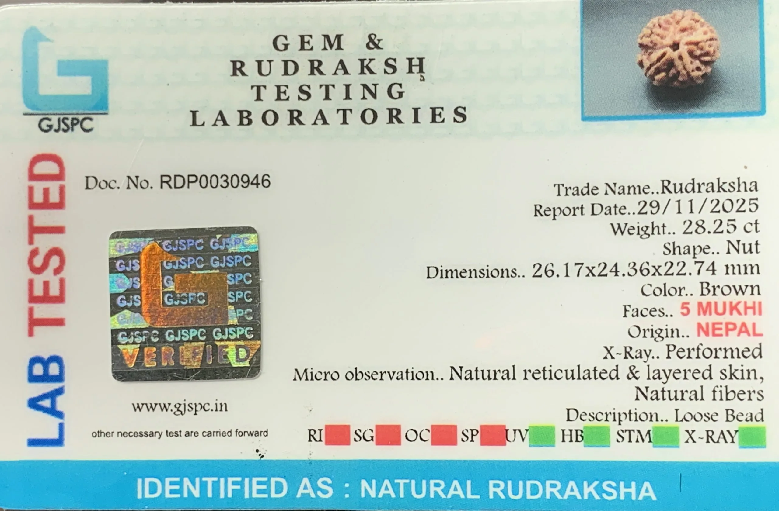 5 Mukhi Rudraksha (5.650g) view 2