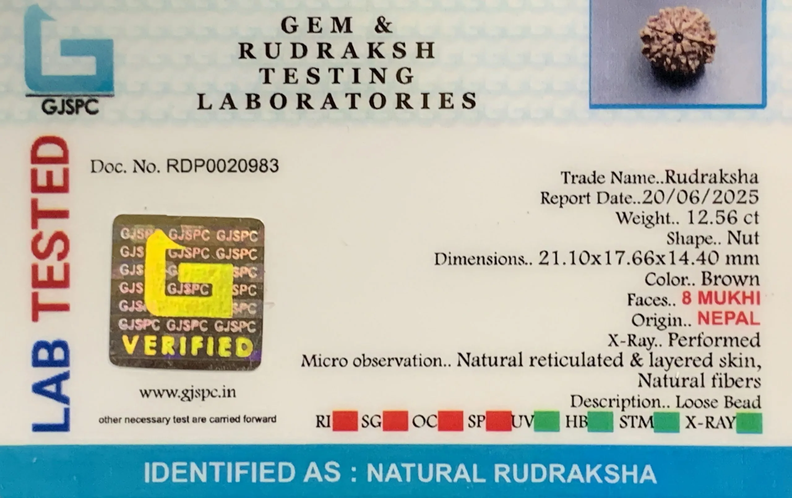 8 Mukhi Rudraksha (2.512mg) view 2