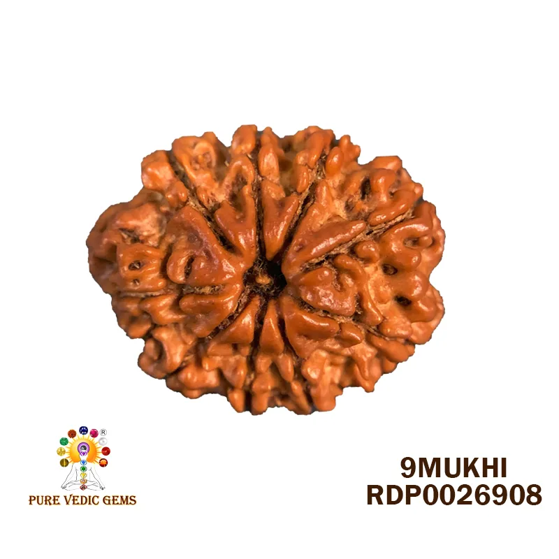 9 Mukhi Rudraksha (3.218g)