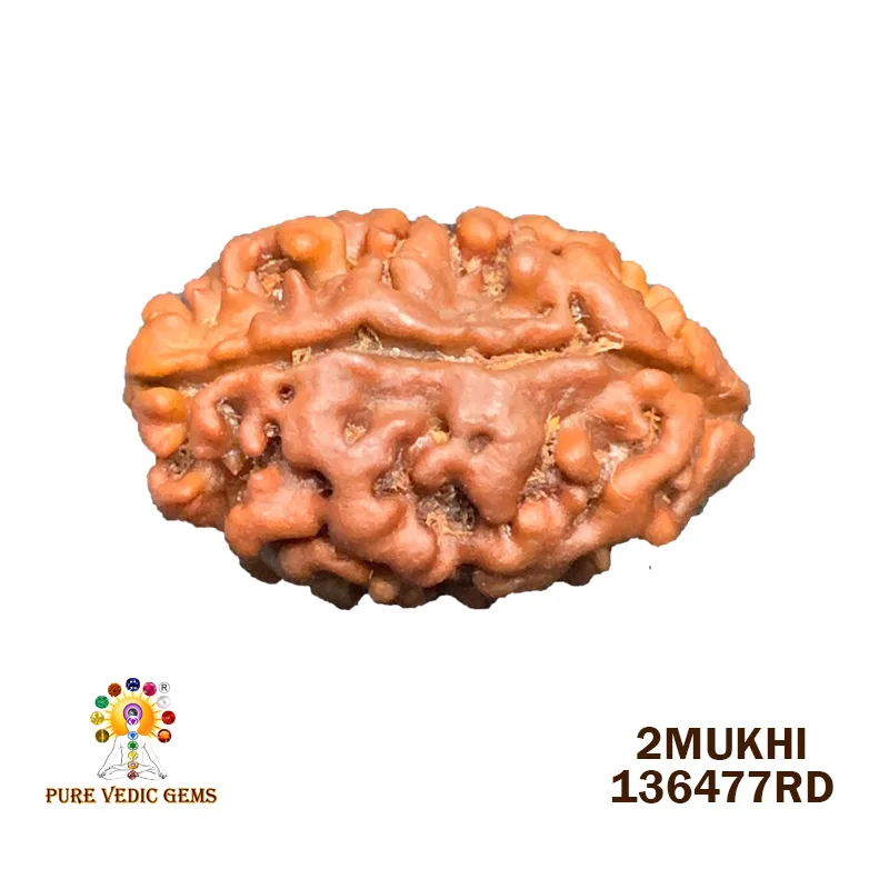 2 Mukhi Rudraksha (1.204g)