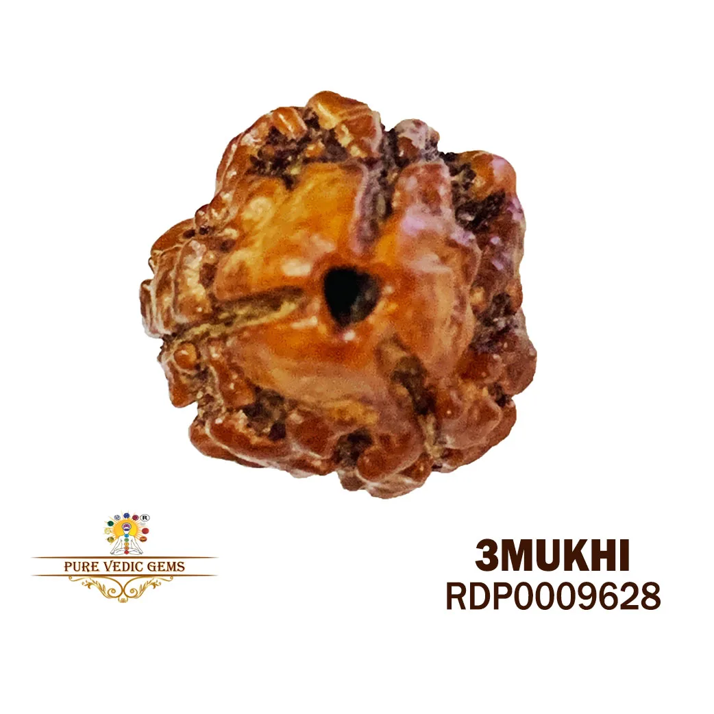 3 MUKHI Rudraksha (1.612g)