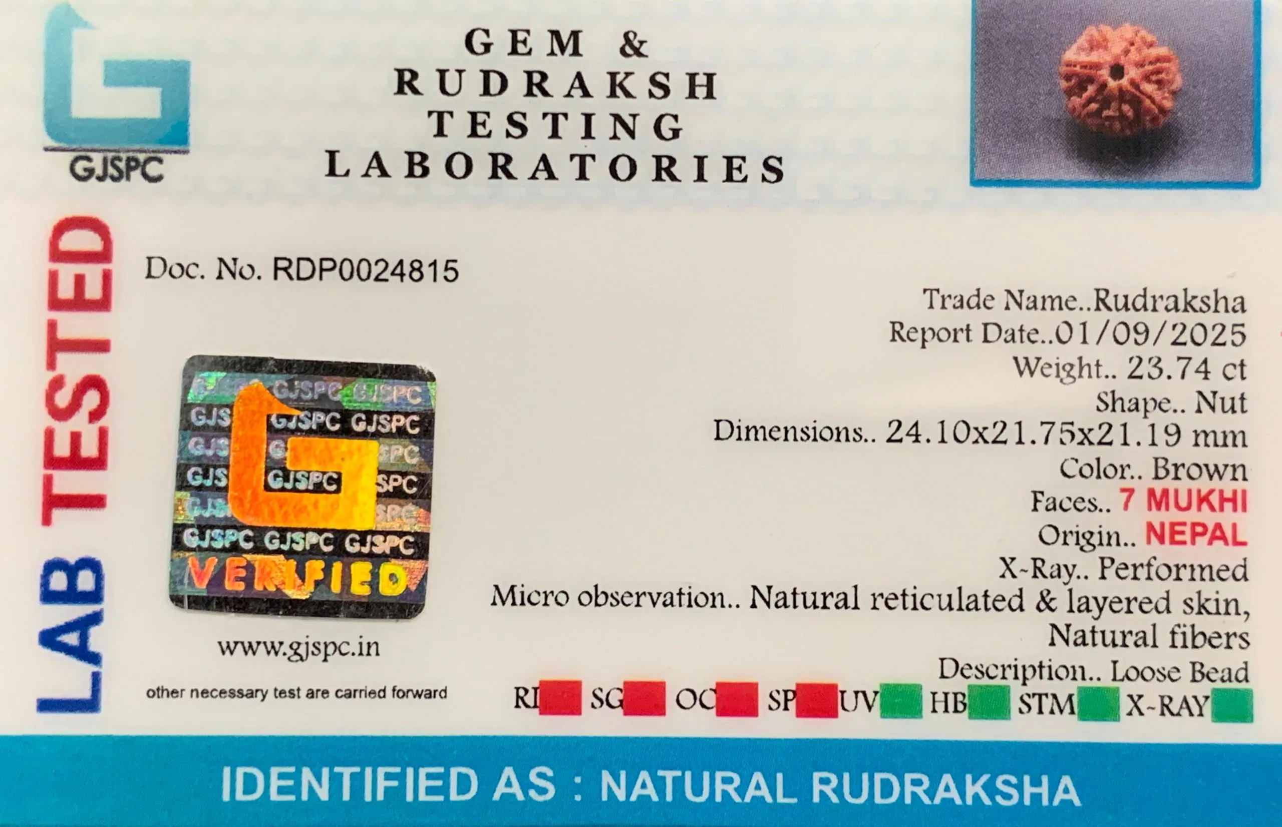 7 Mukhi Rudraksha (4.748g) view 2