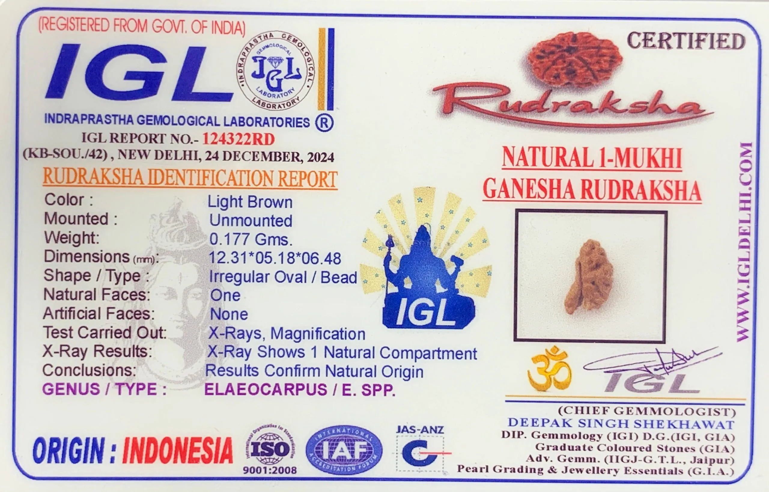 1 Mukhi Rudraksha (0.117g) view 2