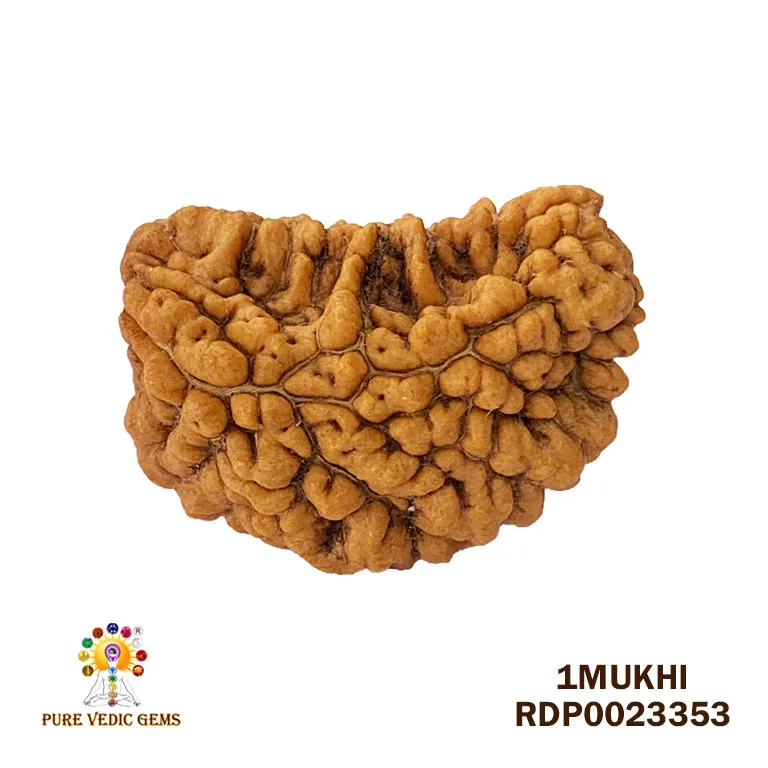 1 Mukhi Rudraksha (4.152g)
