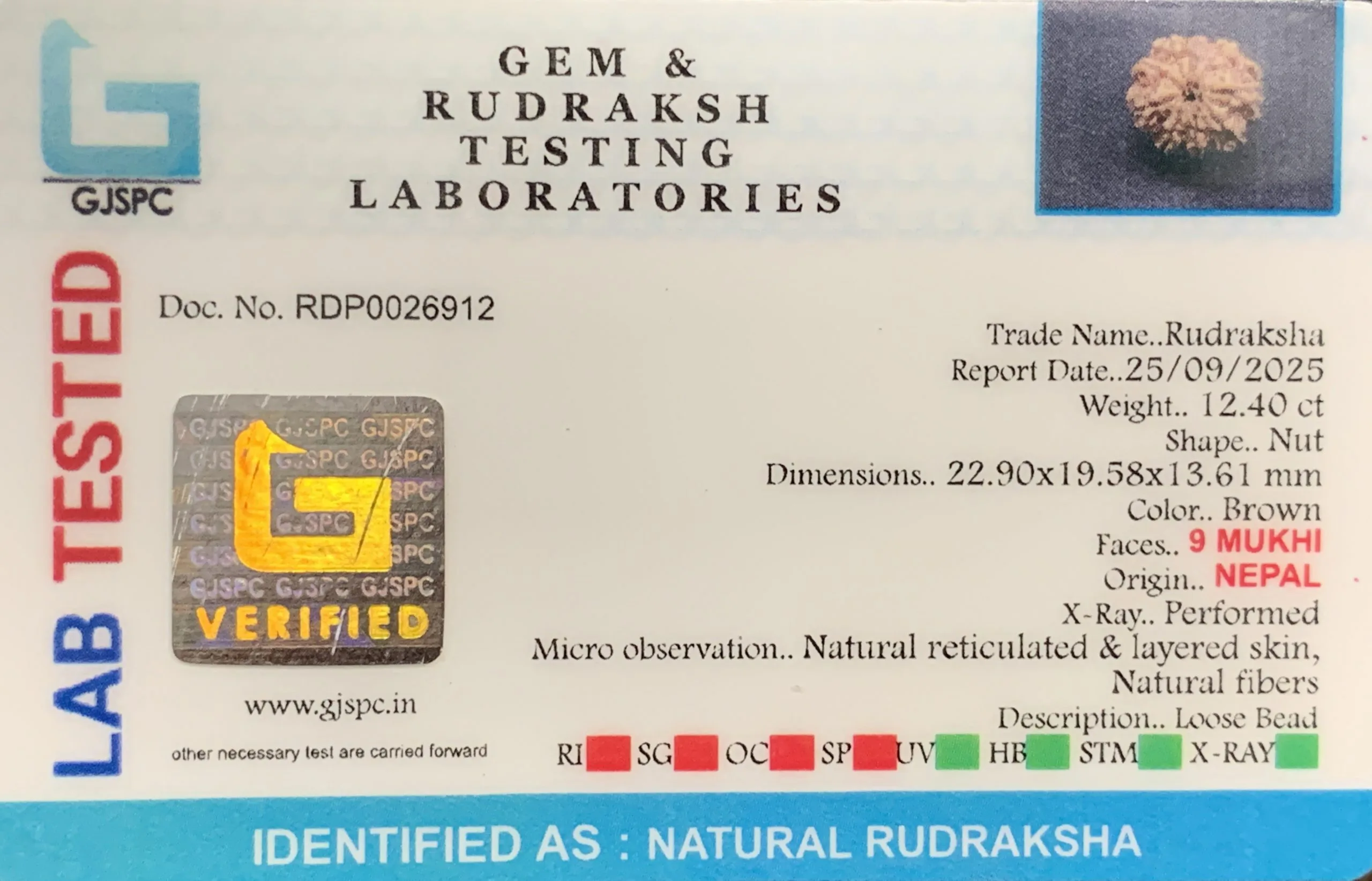 9 Mukhi Rudraksha (2.480g) view 2