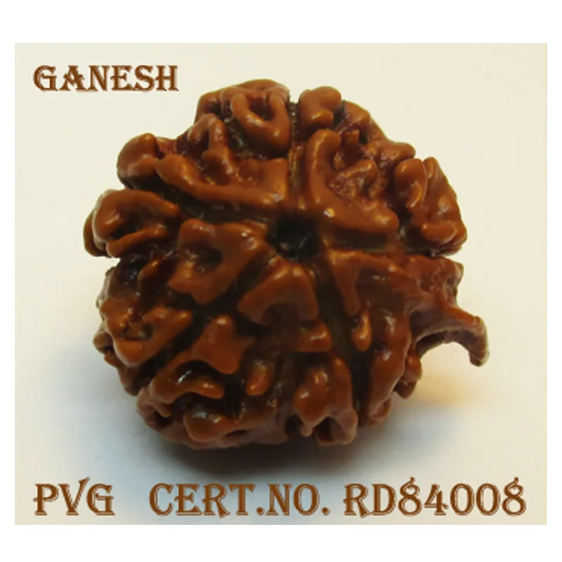 Ganesh Rudraksha (3054 mg)