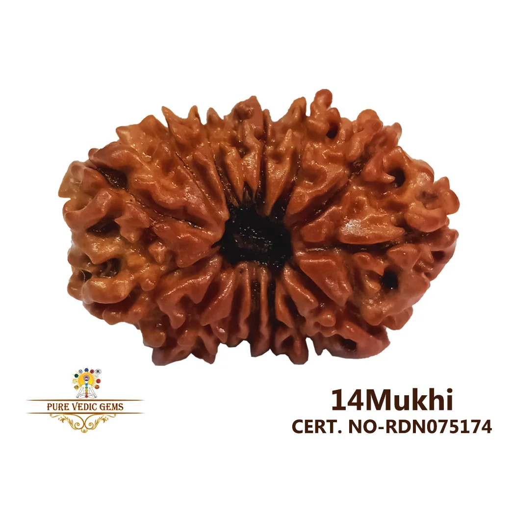 14 Mukhi Rudraksha (3.076g)