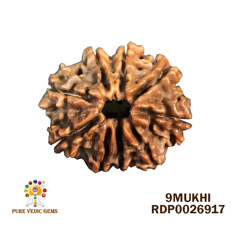 9 Mukhi Rudraksha (2.540g)