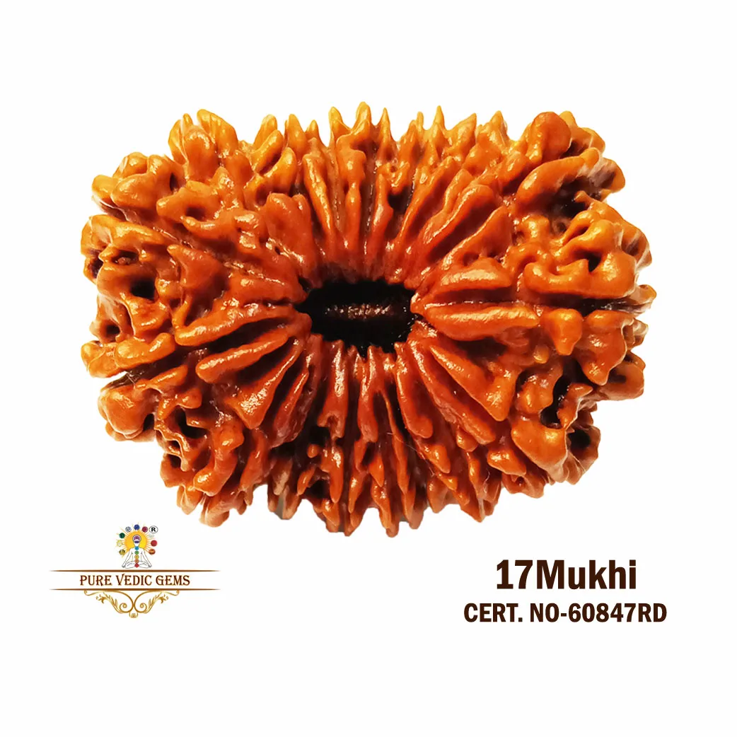 17 Mukhi Rudraksha (7181mg) On Demand