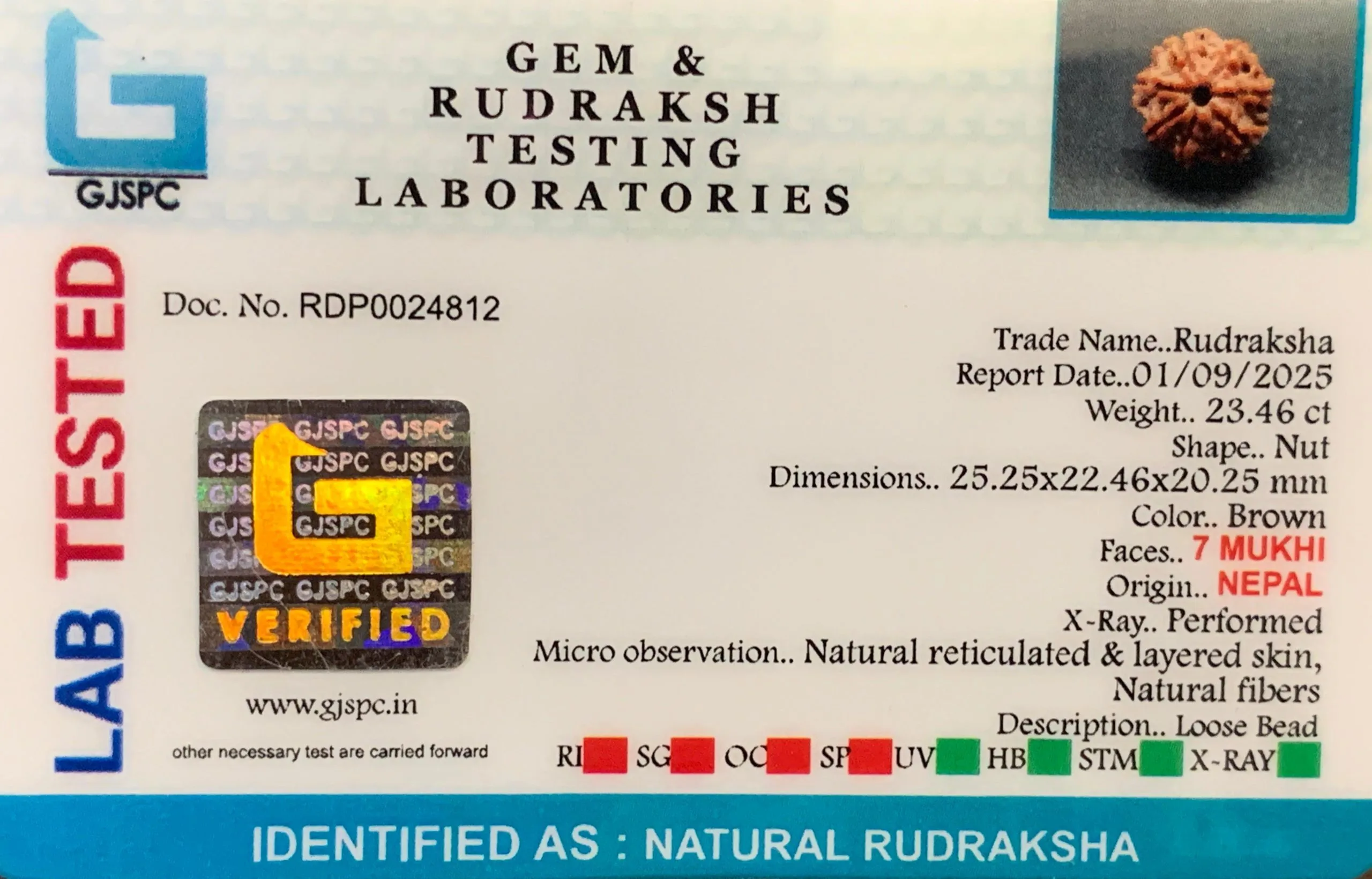 7 Mukhi Rudraksha (4.692g) view 2