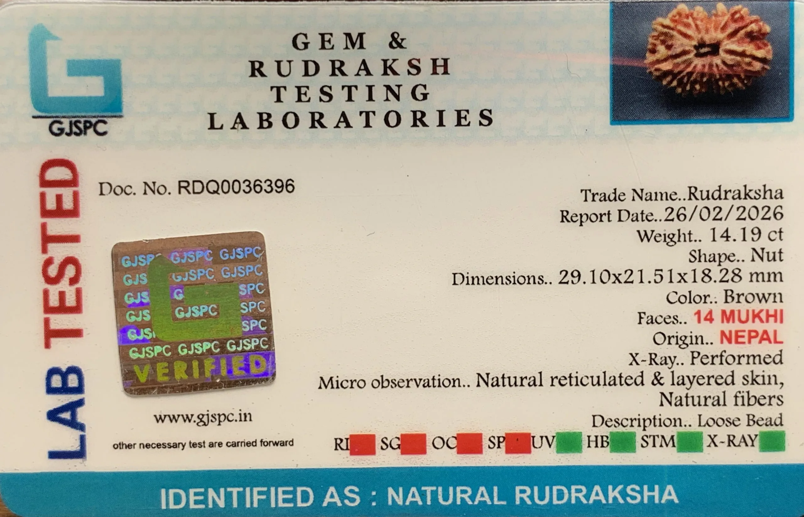 14 Mukhi Rudraksha (2.838g) view 2