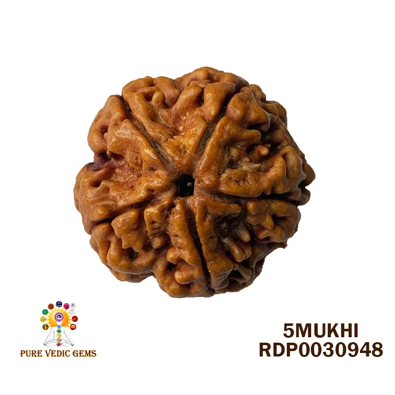 5 Mukhi Rudraksha (6.386g)