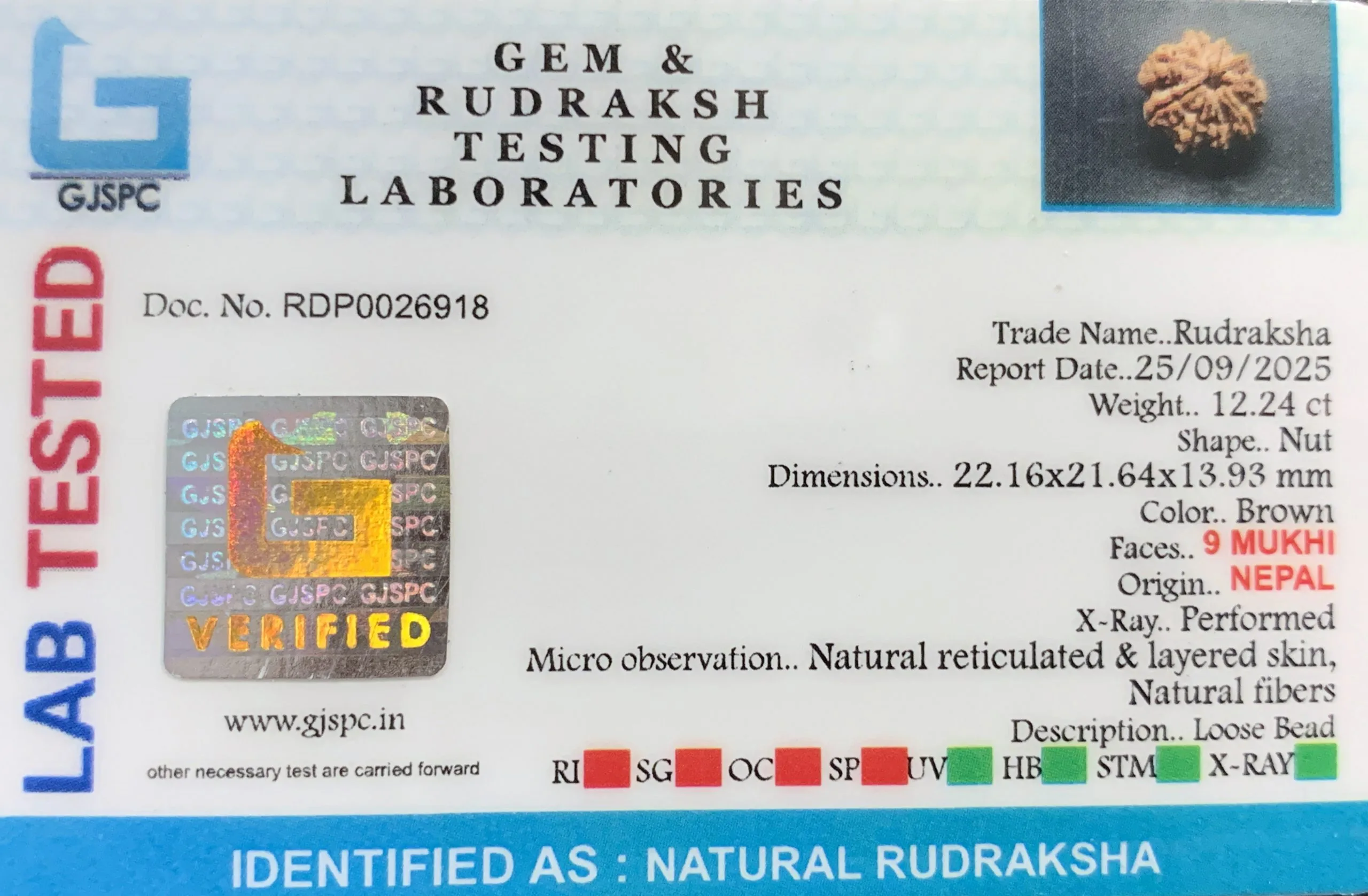 9 Mukhi Rudraksha (2.448g) view 2