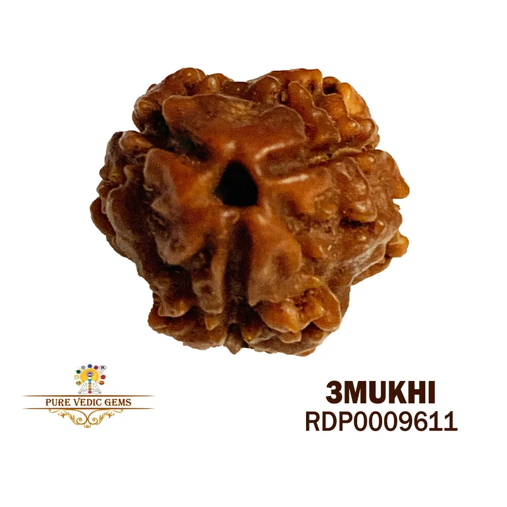 3 MUKHI Rudraksha (1.312g)