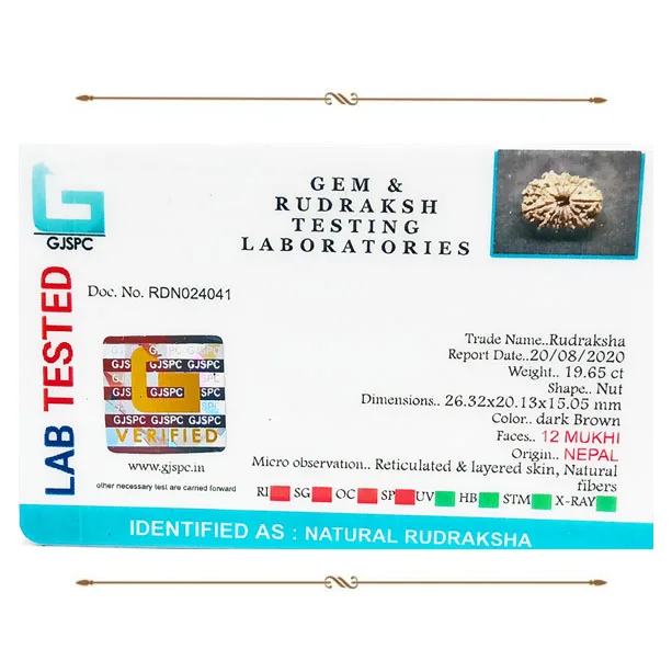 12 Mukhi Rudraksha (3.930g) view 2