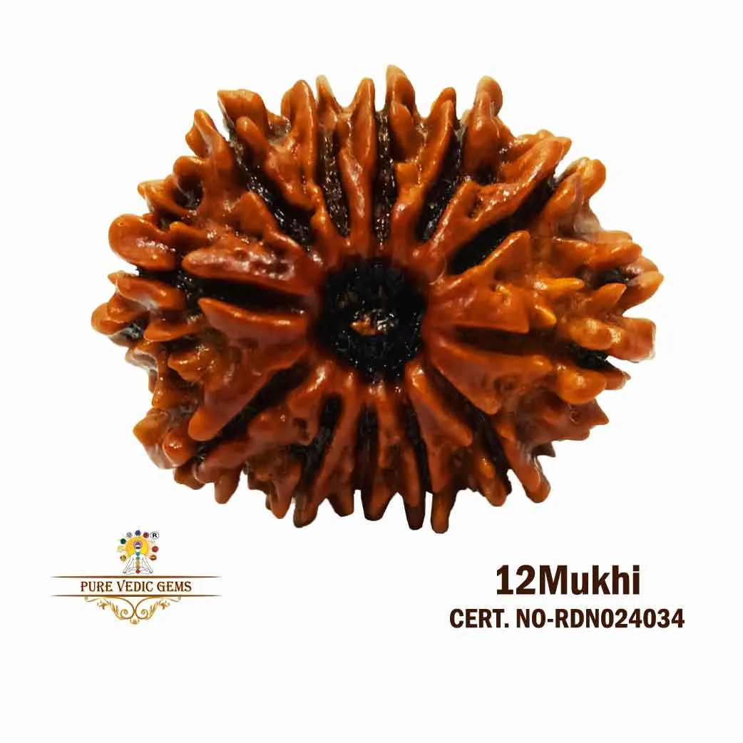 12 Mukhi Rudraksha (3.114g)