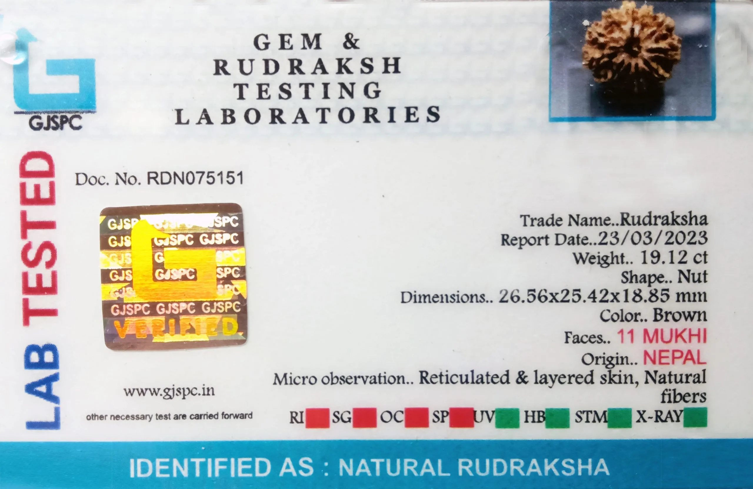 11 Mukhi Rudraksha (3.824g) view 2