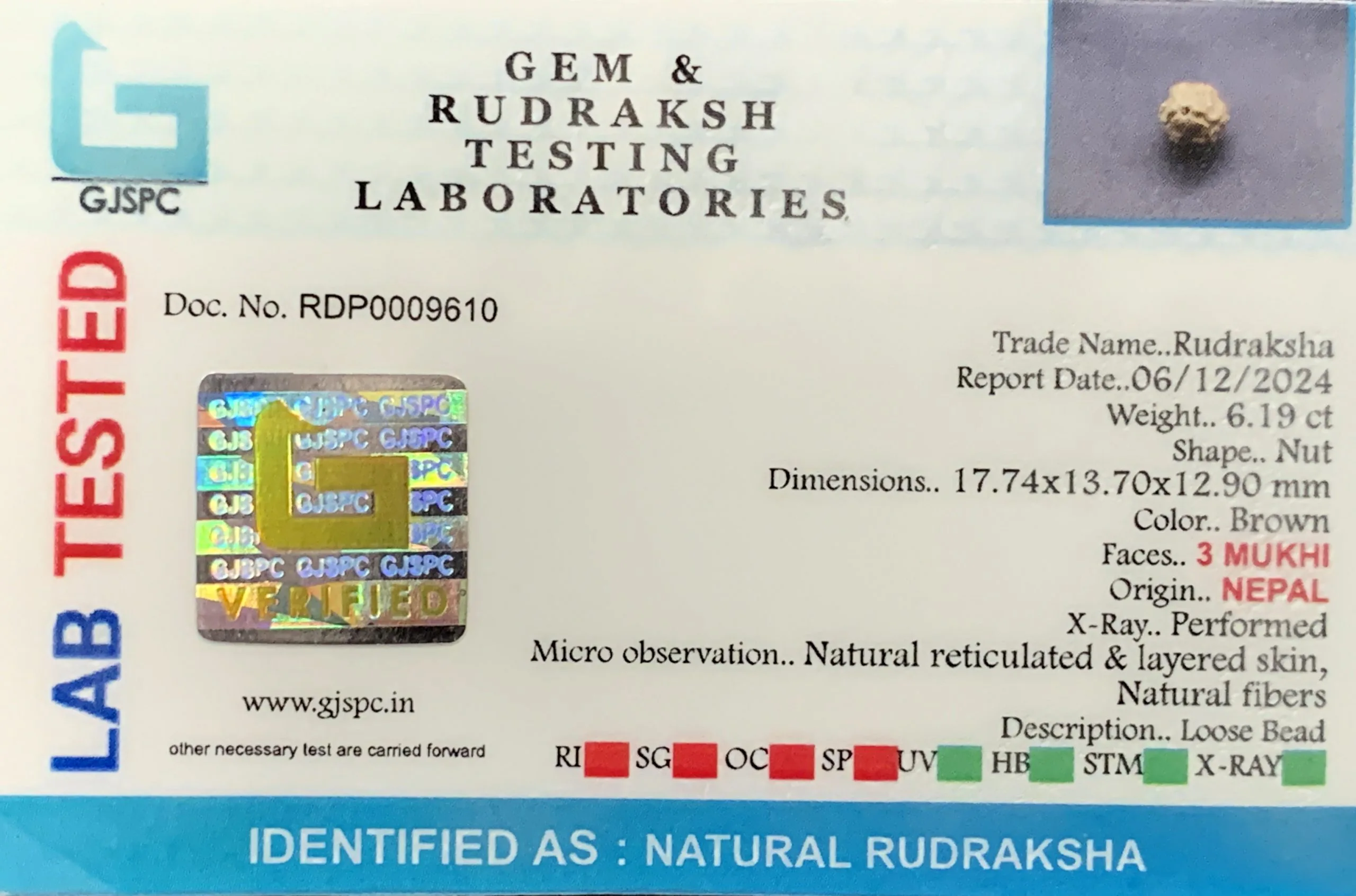 3 MUKHI Rudraksha (1.238g) view 2