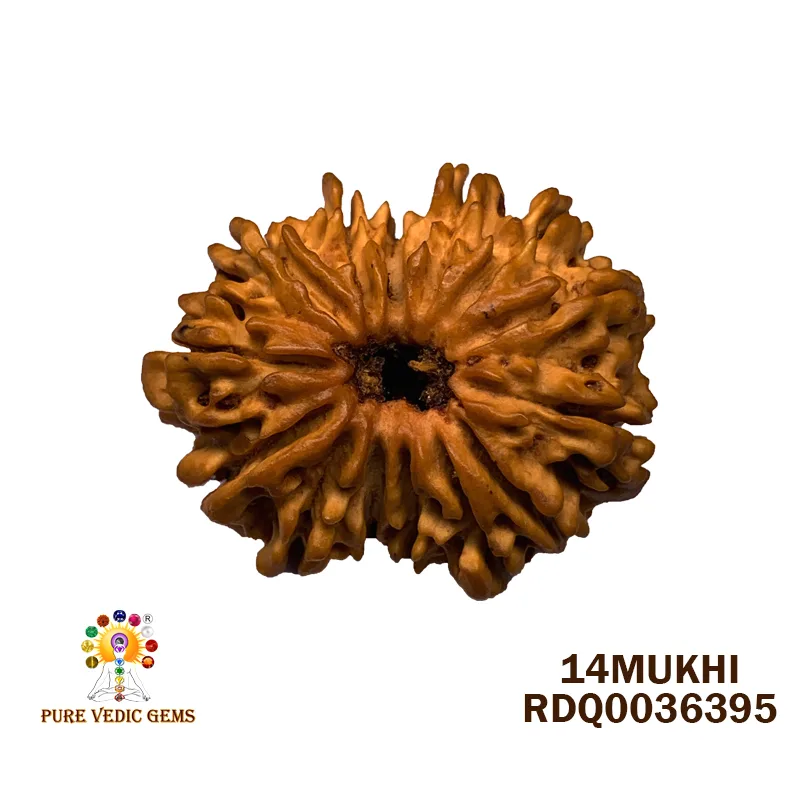 14 Mukhi Rudraksha (3.902g)