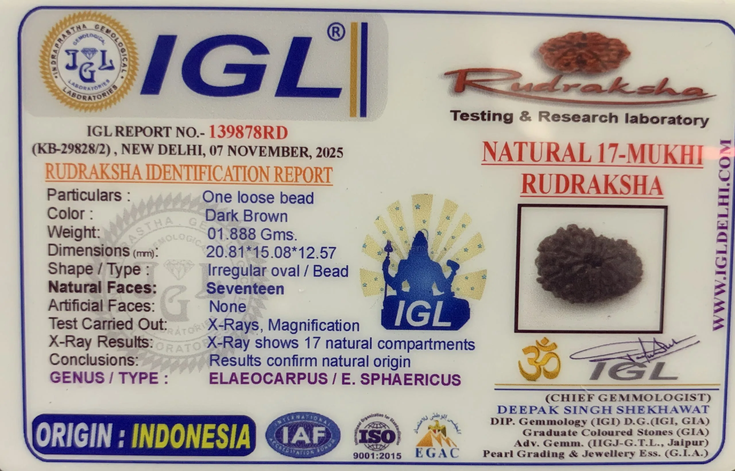 17 Mukhi Rudraksha (1.888mg) On Demand view 2