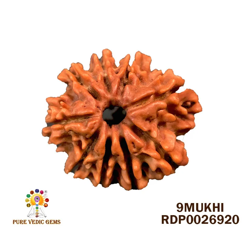 9 Mukhi Rudraksha (2.206g)