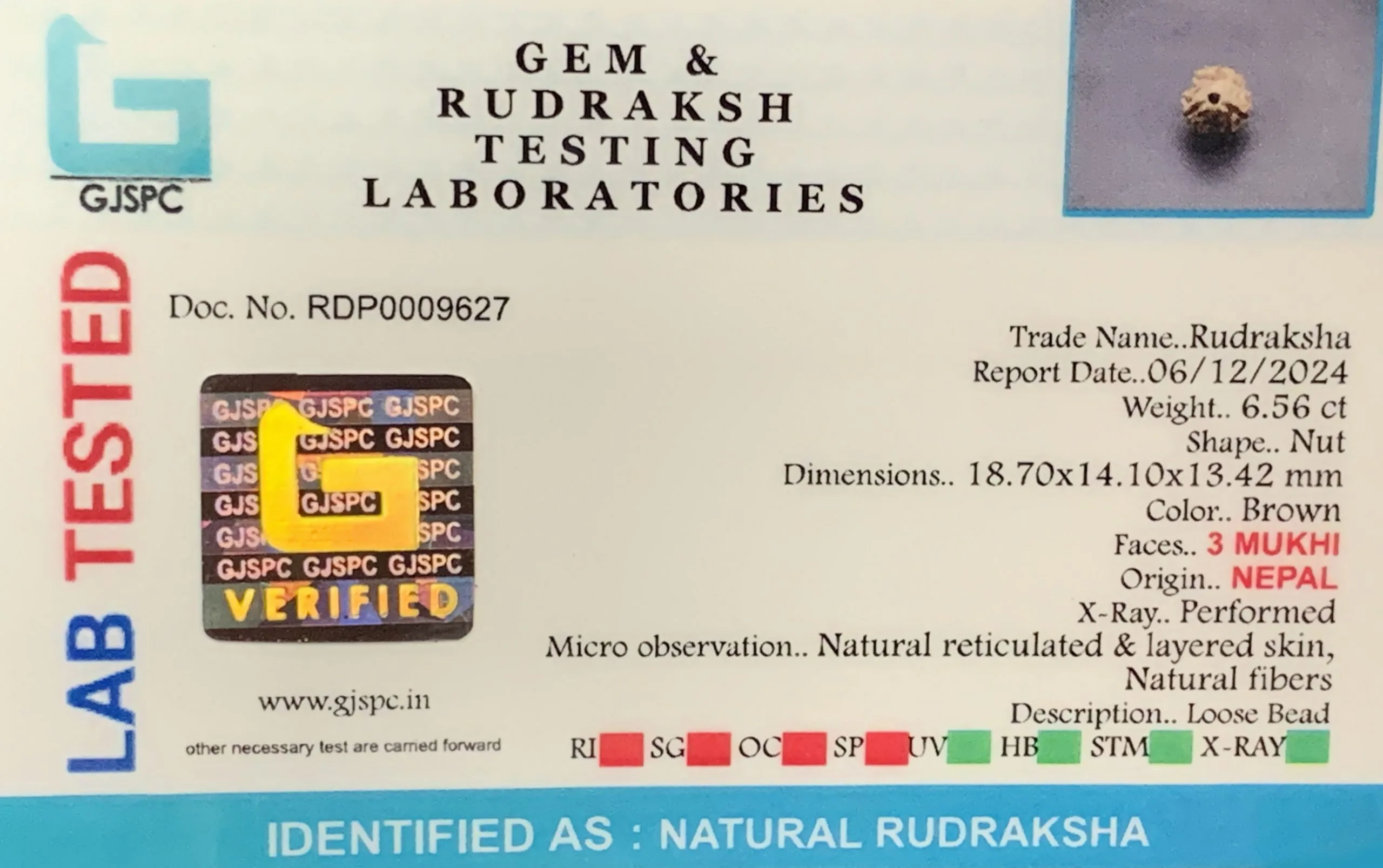 3 MUKHI Rudraksha (1.312g) view 2