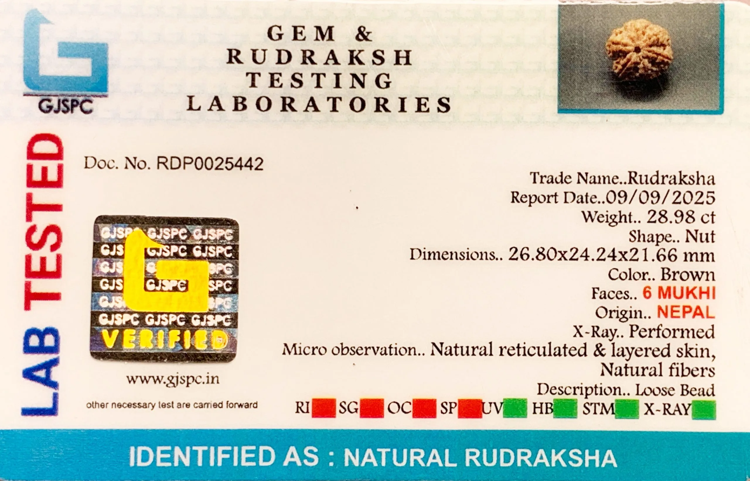 6 Mukhi Rudraksha (5.796g) view 2