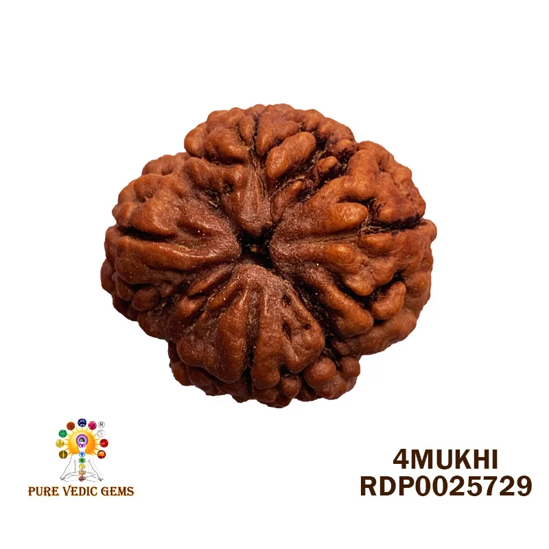 4 Mukhi Rudraksha (5.778g)