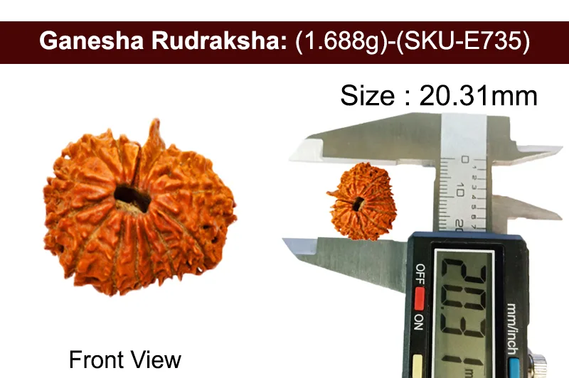 14 Mukhi Ganesh Rudraksha (1.688g) view 3