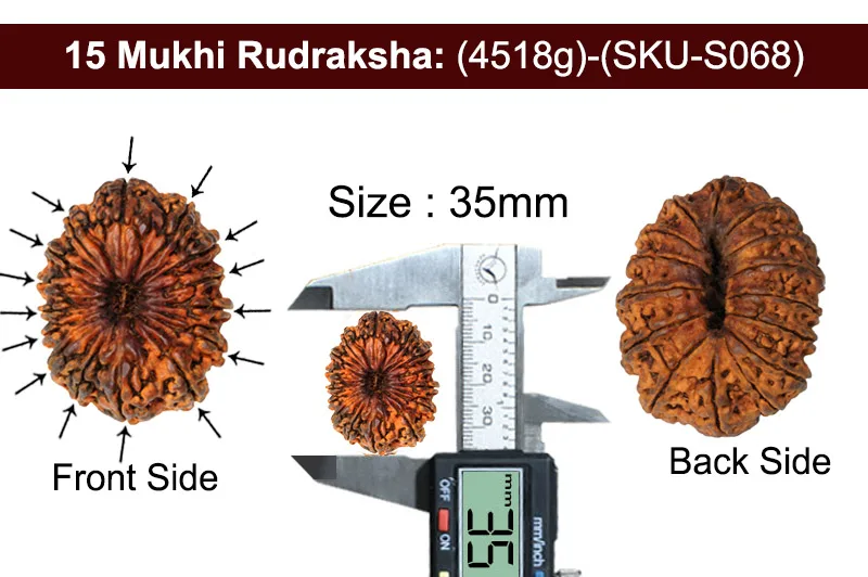 15 Mukhi Rudraksha (4518 mg)-On Demand view 4