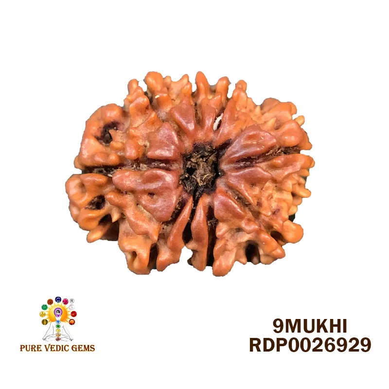 9 Mukhi Rudraksha (2.572g) — image 1