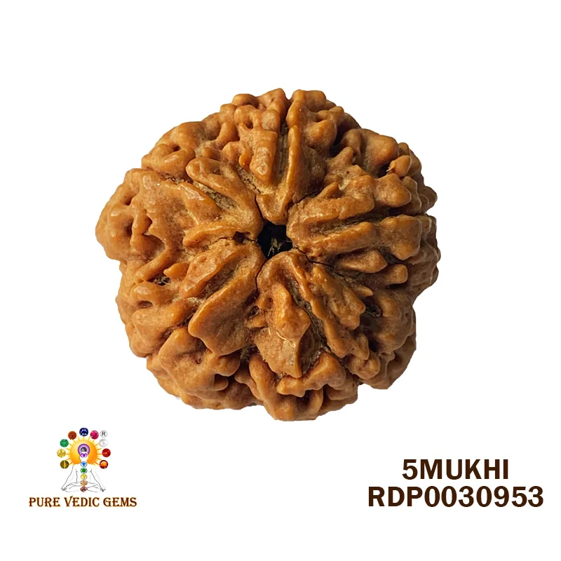 5 Mukhi Rudraksha (8.486g)