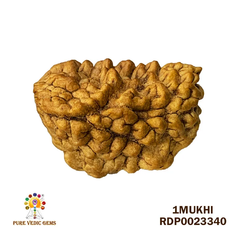 1 Mukhi Rudraksha (2.314g)