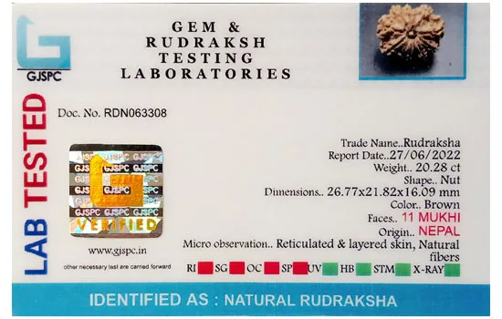 11 Mukhi Rudraksha (4.056g) view 2