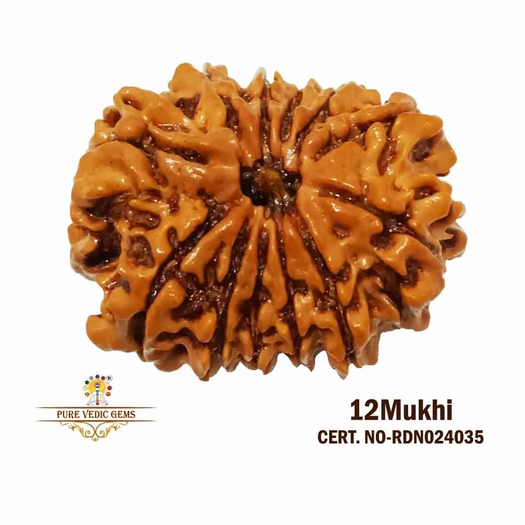 12 Mukhi Rudraksha (3.628g)