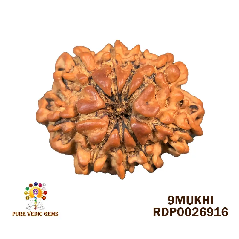 9 Mukhi Rudraksha (2.488g)