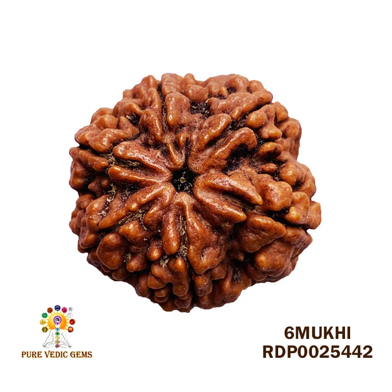 6 Mukhi Rudraksha (5.796g)