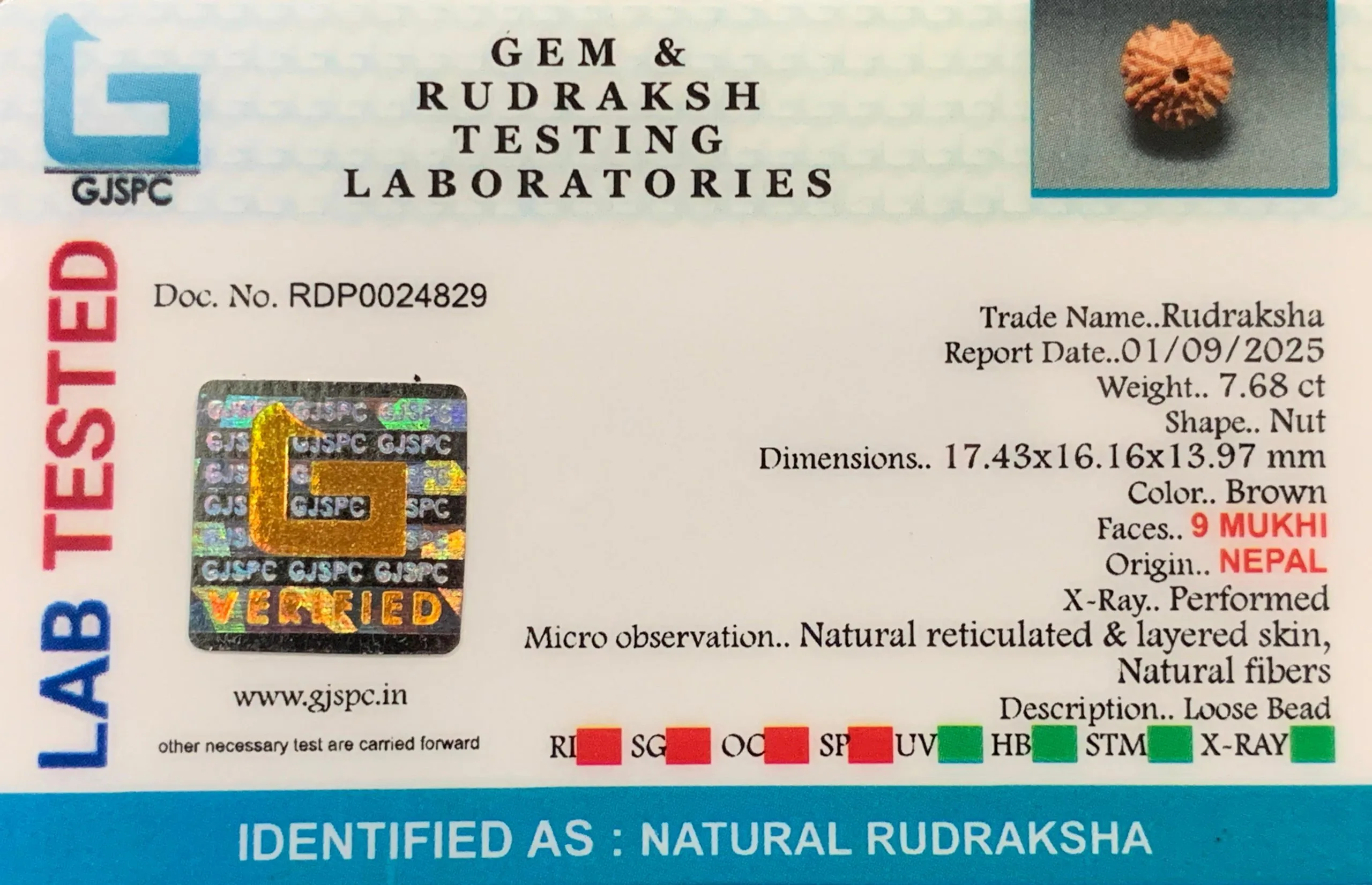 9 Mukhi Rudraksha (1.536g) view 2