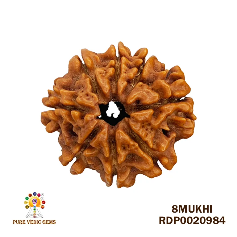 8 Mukhi Rudraksha (2.250mg) — image 1