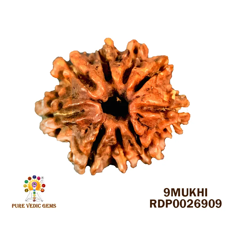 9 Mukhi Rudraksha (1.524g)