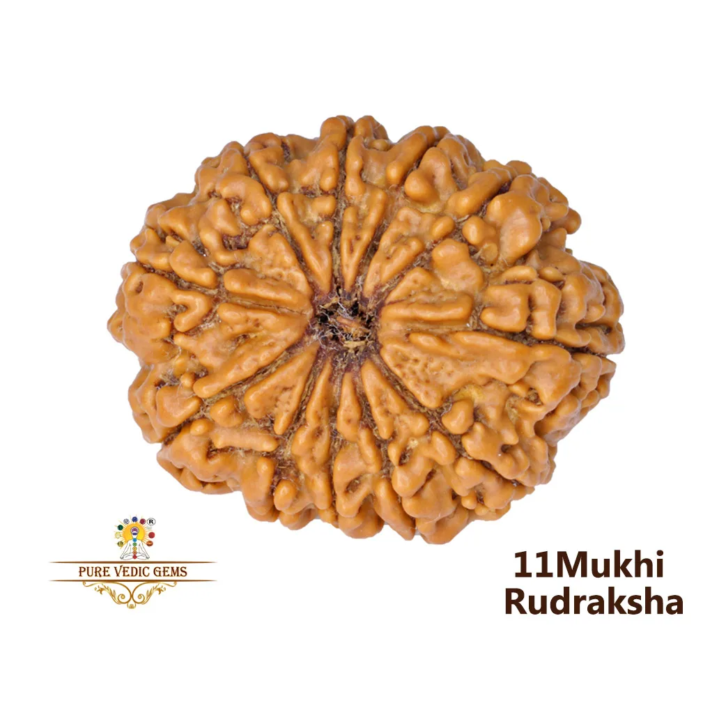 11 Mukhi Rudraksha (4.770g)