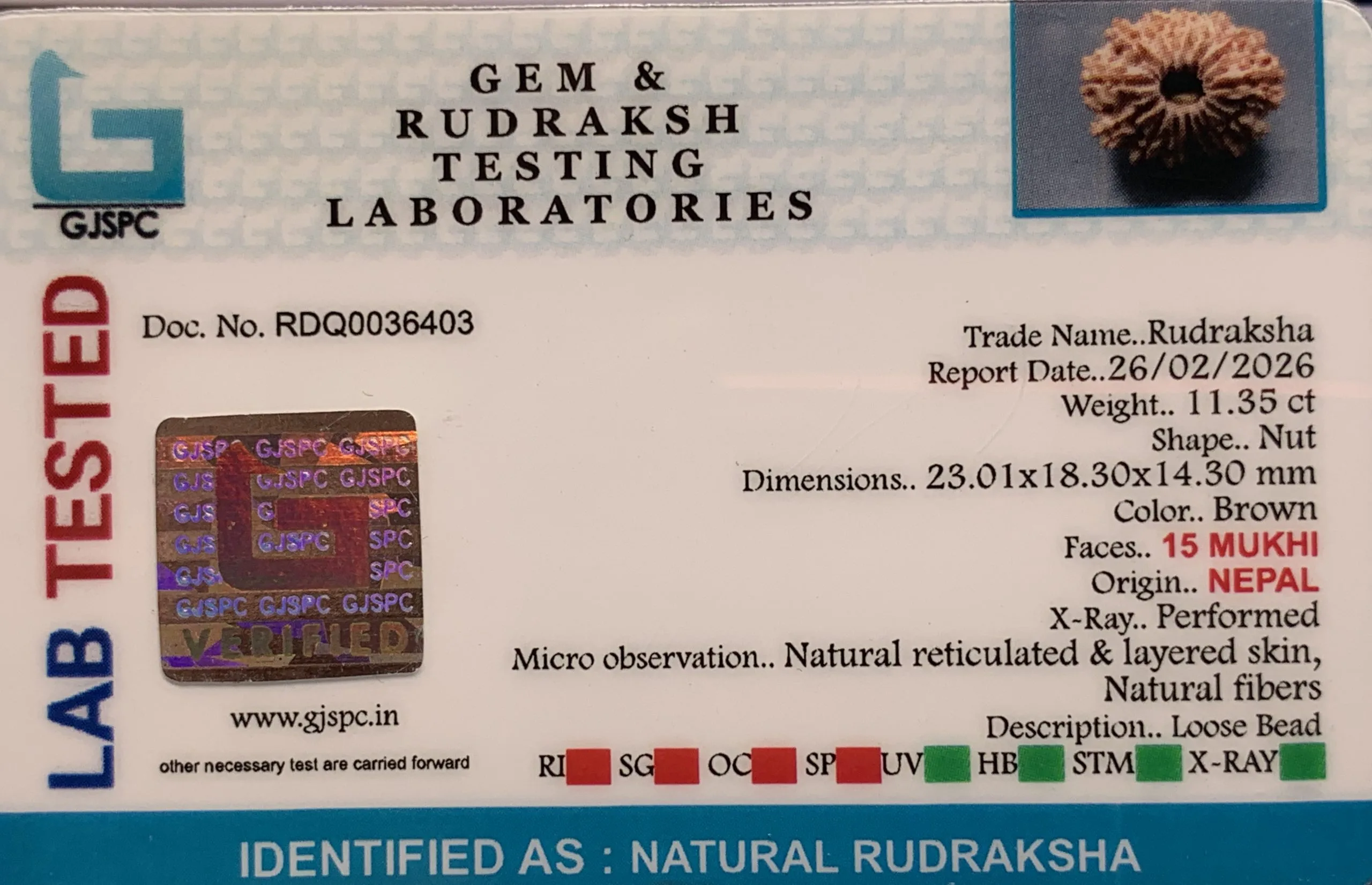 15 Mukhi Rudraksha (2.270g) view 2
