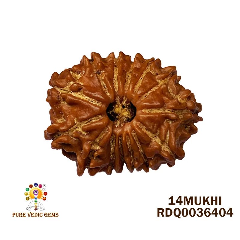 14Mukhi Rudraksha (2.080mg)