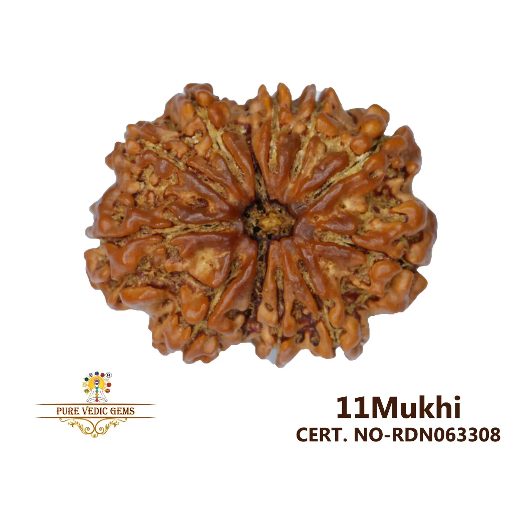 11 Mukhi Rudraksha (4.056g)