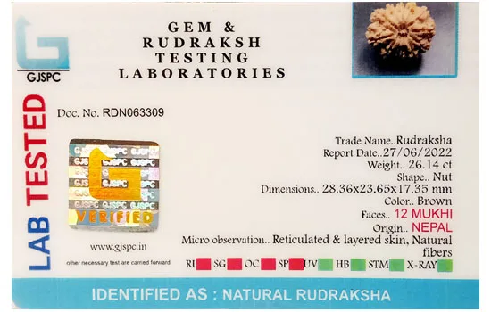 12 Mukhi Rudraksha (5.228g) view 2