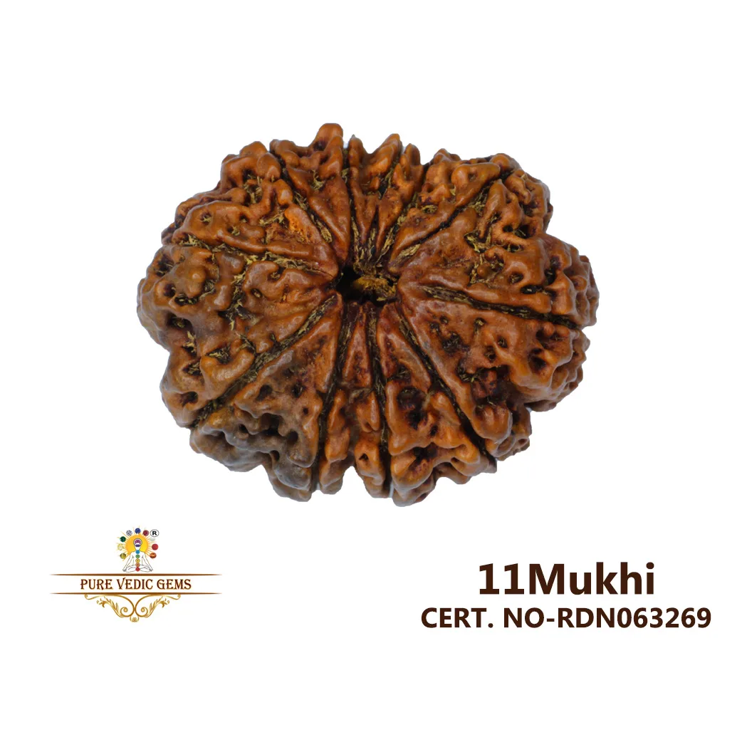 11 Mukhi Rudraksha (3.448g)