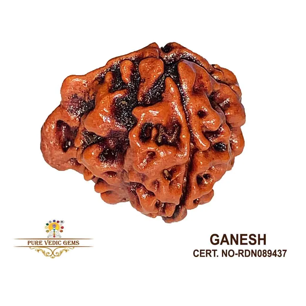 Ganesh Rudraksha (2.844g)