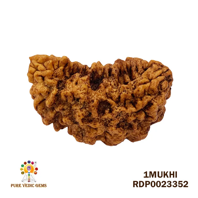 1 Mukhi Rudraksha (6.566g)